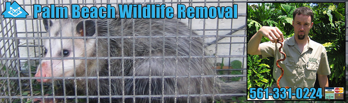 Palm Beach Wildlife and Animal Removal